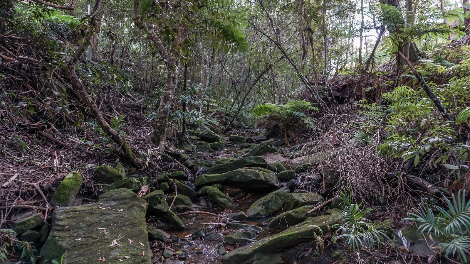 Rocky creek bed through NSW bushland