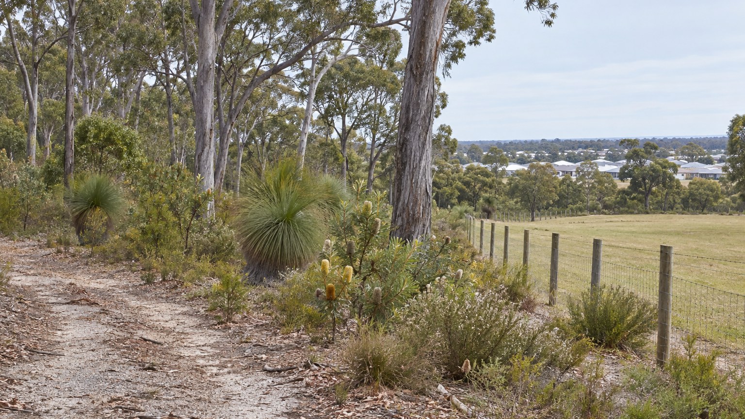 Remnant eucalypt bushland beside a fence line with new housing beyond